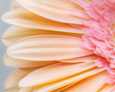 Photographie intitulée "Soleil rose" par Brigitte Marcotte, Œuvre d'art originale, Photographie numérique