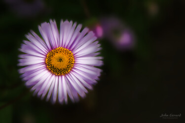 Photography titled "the delicate withou…" by John Gerard, Original Artwork, Digital Photography