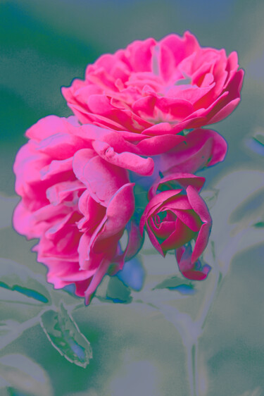 摄影 标题为“Flowerissimo_19290” 由Michael Vdovin, 原创艺术品, 数码摄影