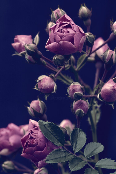 "Flowerissimo_19218" başlıklı Fotoğraf Michael Vdovin tarafından, Orijinal sanat, Dijital Fotoğrafçılık