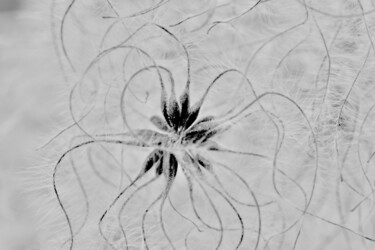 Photographie intitulée "Plantes de taillis" par Georges Lievre, Œuvre d'art originale, Photographie numérique