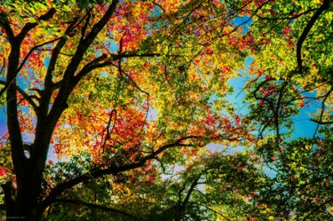 Photography titled "Couleurs en branches" by Rosalina Vaz, Original Artwork, Digital Photography