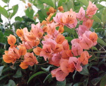 제목이 "Bougainvillea 4"인 사진 Lavinia로, 원작, 조작되지 않은 사진