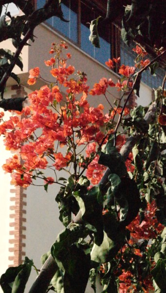 摄影 标题为“Bougainvillea 6” 由Lavinia, 原创艺术品, 非操纵摄影