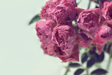 摄影 标题为“Flowerissimo_11323” 由Michael Vdovin, 原创艺术品, 数码摄影