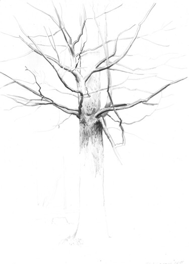 Desenho intitulada "Ветви дуба" por Igor Masin, Obras de arte originais, Lápis