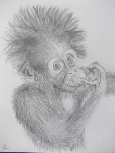 「young orangutan」というタイトルの描画 Art Thrusによって, オリジナルのアートワーク, 鉛筆