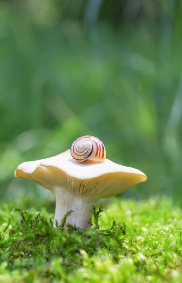 Фотография под названием "The dream of a snail" - Viktoriia Krulko, Подлинное произведение искусства, Цифровая фотография