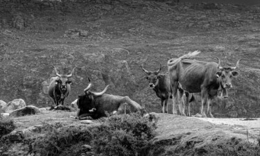 Photographie intitulée "Troupeau de montagne" par Rosalina Vaz, Œuvre d'art originale, Photographie numérique
