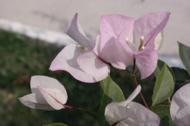 "Flower 3" başlıklı Fotoğraf Lavinia tarafından, Orijinal sanat, Fotoşopsuz fotoğraf