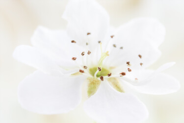 Фотография под названием "Flower from the "Te…" - Viktoriia Krulko, Подлинное произведение искусства, Цифровая фотография