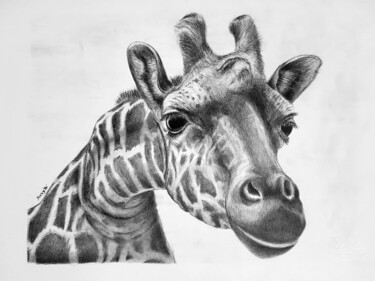 图画 标题为“Giraffa” 由Roby Bí, 原创艺术品, 石墨