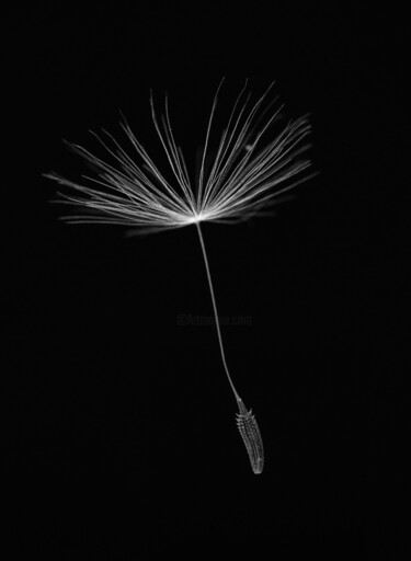 Fotografia intitulada "Walkside Flower #4" por Christophe Aubry, Obras de arte originais, Fotografia digital