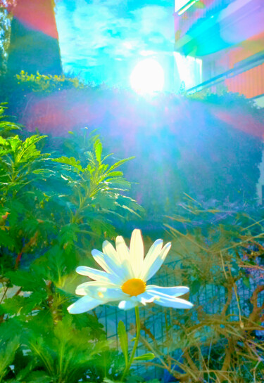 Marguerite baignée de soleil Photographie intitulée "Marguerite baignée…" par Isabelle Cohen, Œuvre d'art originale, Photographie numérique
