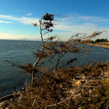 Bay Winds Bend Life to Their Will Photography titled "Bay Winds Bend Life…" by Troy Wilson-Ripsom, Original Artwork, Digital Photography