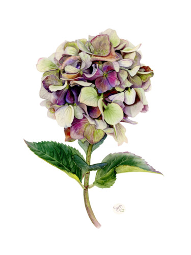 Purple Hydrangea 绘画 标题为“Purple Hydrangea” 由Olha Korniienko, 原创艺术品, 水彩