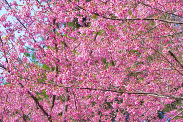 제목이 "Izu-toizakura bloom…"인 사진 Svalvald Photo로, 원작, 디지털