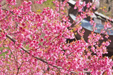 제목이 "Izu-toizakura bloom…"인 사진 Svalvald Photo로, 원작, 디지털