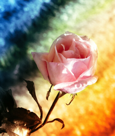 Digital Arts titled "fantasía de Flor 51" by Alfonso García, Original Artwork, Digital Photography