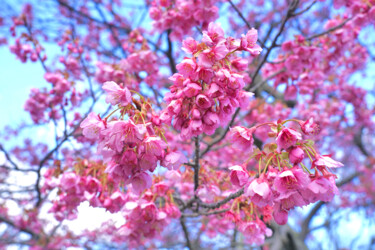 제목이 "Izu-toizakura bloom…"인 사진 Svalvald Photo로, 원작, 디지털
