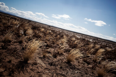 Photographie intitulée "Karoo Grassland" par Jade Holing, Œuvre d'art originale, Photographie numérique