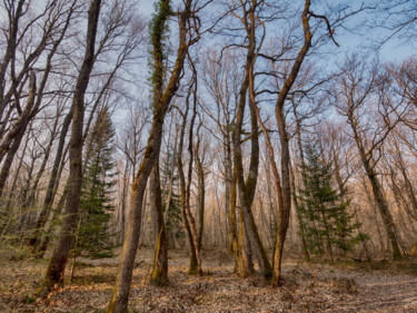 Fotografie mit dem Titel "Forêt magique" von Dana Berthelot, Original-Kunstwerk, Digitale Fotografie