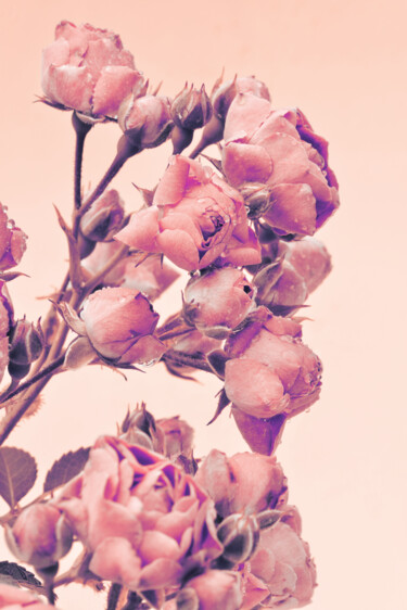摄影 标题为“Flowerissimo_10477” 由Michael Vdovin, 原创艺术品, 数码摄影