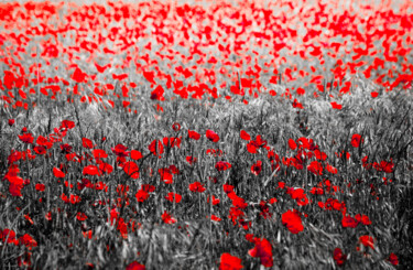 Photography titled "Coquelicot 3" by Rosalina Vaz, Original Artwork, Digital Photography