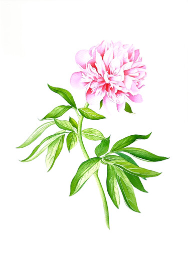 绘画 标题为“Pink Peony” 由Tatiana Repesciuc, 原创艺术品, 水彩