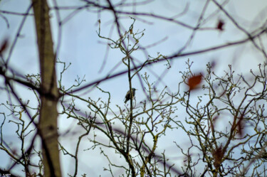 Petit oiseaux sur sa branche. Photographie intitulée "Petit oiseaux sur s…" par Romain Vanbrabandt, Œuvre d'art originale, Photographie numérique