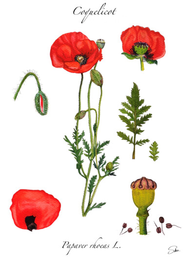 Painting titled "Planche de botaniqu…" by Sandrine Saloni, Original Artwork, Watercolor