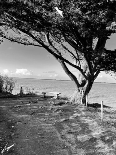 Fotografie mit dem Titel "Arbre Océanique" von Frederic Tomás (fred tomás), Original-Kunstwerk, Nicht bearbeitete Fotografie