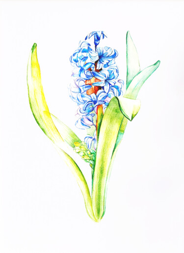 Blue Hyacinth Peinture intitulée "Blue Hyacinth" par Tatiana Repesciuc, Œuvre d'art originale, Aquarelle