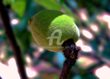 The Green Plum in Island of Hong Kong #1 Photographie intitulée "The Green Plum in I…" par Clement Tsang, Œuvre d'art originale, Photographie numérique