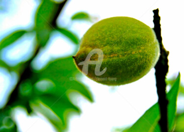 The Green Plum in Island of Hong Kong #2 Photographie intitulée "The Green Plum in I…" par Clement Tsang, Œuvre d'art originale, Photographie numérique