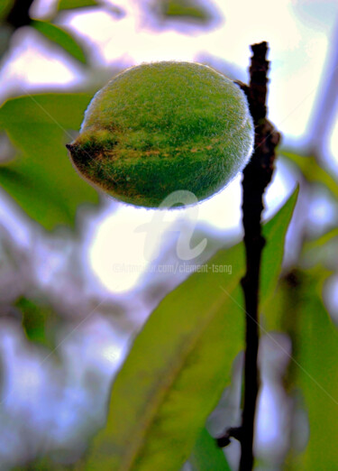 Photographie intitulée "The Green Plum in I…" par Clement Tsang, Œuvre d'art originale, Photographie numérique