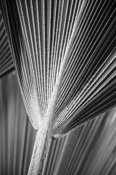 Photographie intitulée "Palmenblätter" par Folker Reinhold Peter Pritsch, Œuvre d'art originale, Photographie numérique