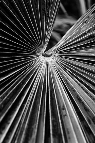 Photographie intitulée "Palmenblatt" par Folker Reinhold Peter Pritsch, Œuvre d'art originale, Photographie numérique
