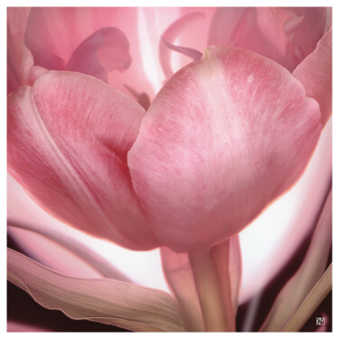 摄影 标题为“"Tulpe 3-2", (60 x…” 由Klaus B. Mikiffer, 原创艺术品, 电影摄影