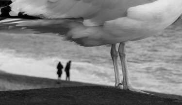 摄影 标题为“The bird” 由Theofilos Koutroumanis, 原创艺术品, 数码摄影