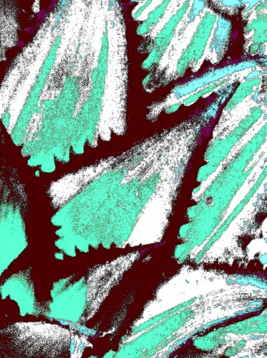 摄影 标题为“Cactus Leaves 1a2” 由Ken Lerner, 原创艺术品, 数码摄影