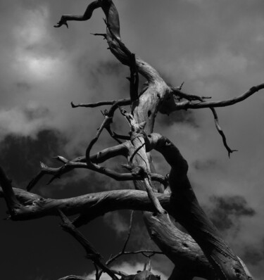 Photography titled "NU COMME UN ARBRE 2" by Didier Hamonet, Original Artwork, Digital Photography