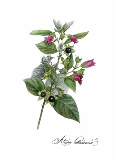 Schilderij getiteld "Atropa belladonna" door Olha Mosuzenko, Origineel Kunstwerk, Aquarel