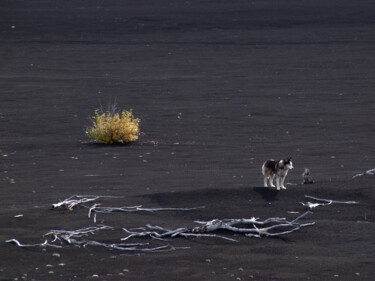 The dog and the desert Fotografia intitulada "The dog and the des…" por Nadia Sharova, Obras de arte originais, Fotografia digital