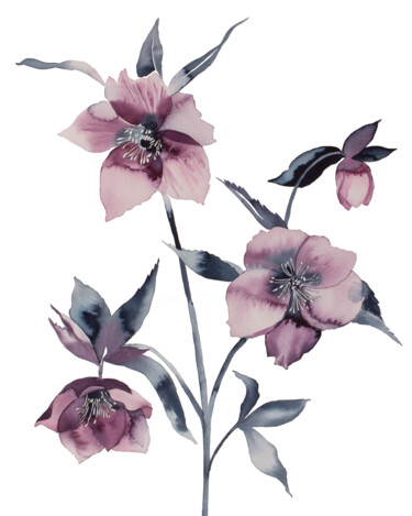 Hellebore No. 36 绘画 标题为“Hellebore No. 36” 由Elizabeth Becker, 原创艺术品, 水彩
