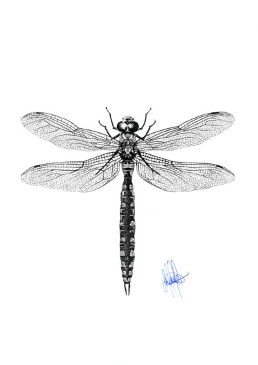 图画 标题为“Dragonfly” 由Guilherme Almeida, 原创艺术品, 墨