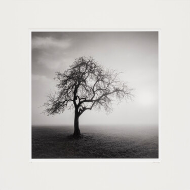 Photographie intitulée "Foggy Morning Study…" par Gerald Berghammer, Œuvre d'art originale, Photographie argentique Monté su…