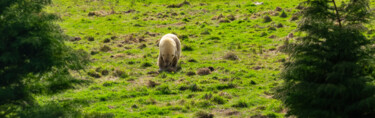 Photographie intitulée "Ours blanc" par Aurélien Comte, Œuvre d'art originale, Photographie numérique