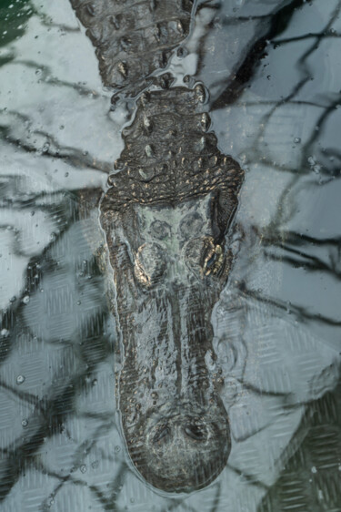 Photographie intitulée "Caïman" par Aurélien Comte, Œuvre d'art originale, Photographie numérique