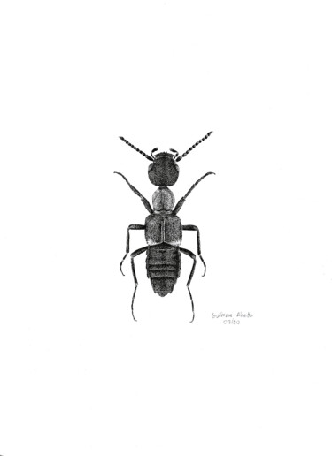 Drawing titled "INSETO Nº 3" by Guilherme Almeida, Original Artwork, Ink